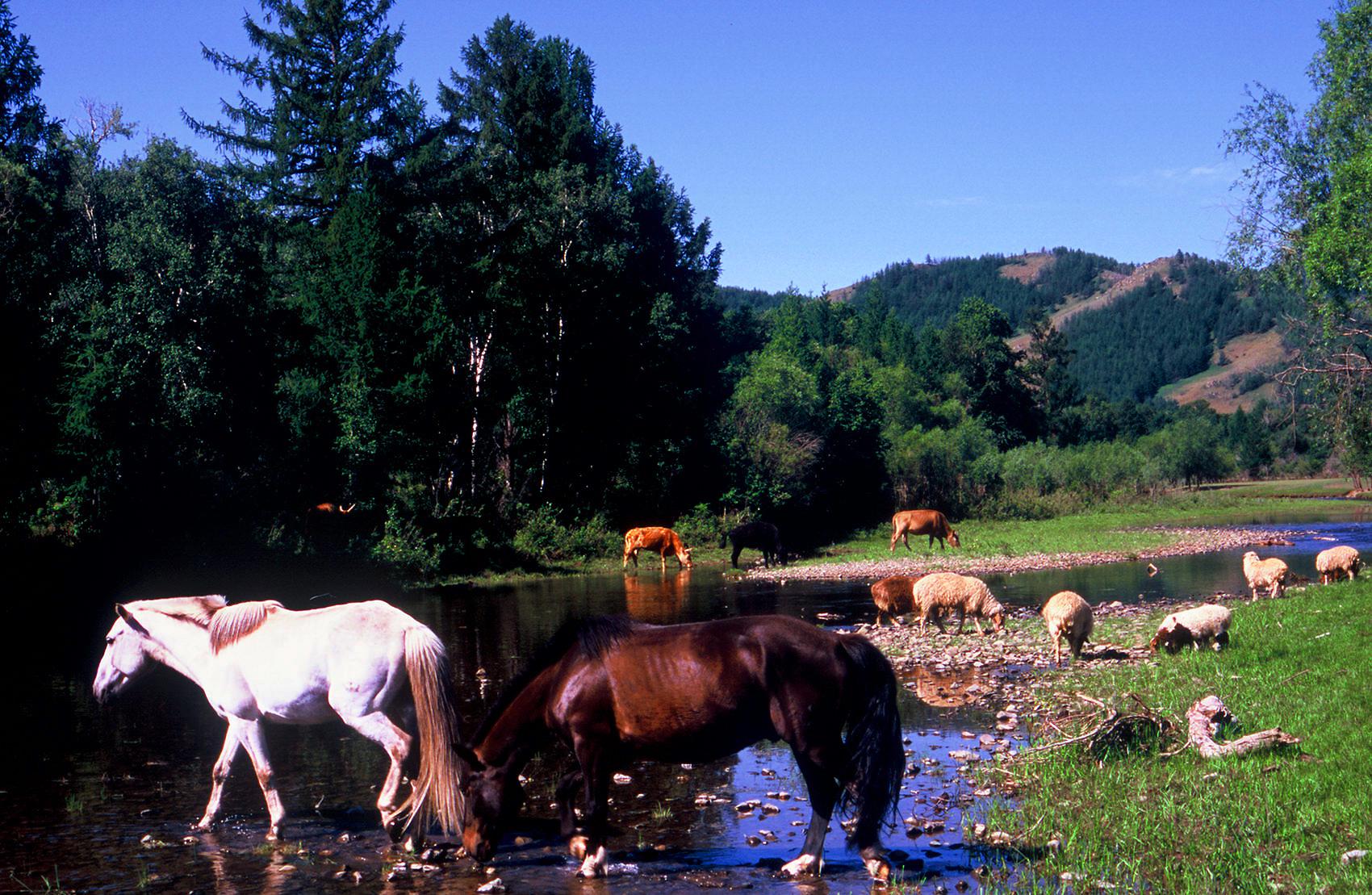 Horses drink water and eat grass. That's ecologically-sound transport.